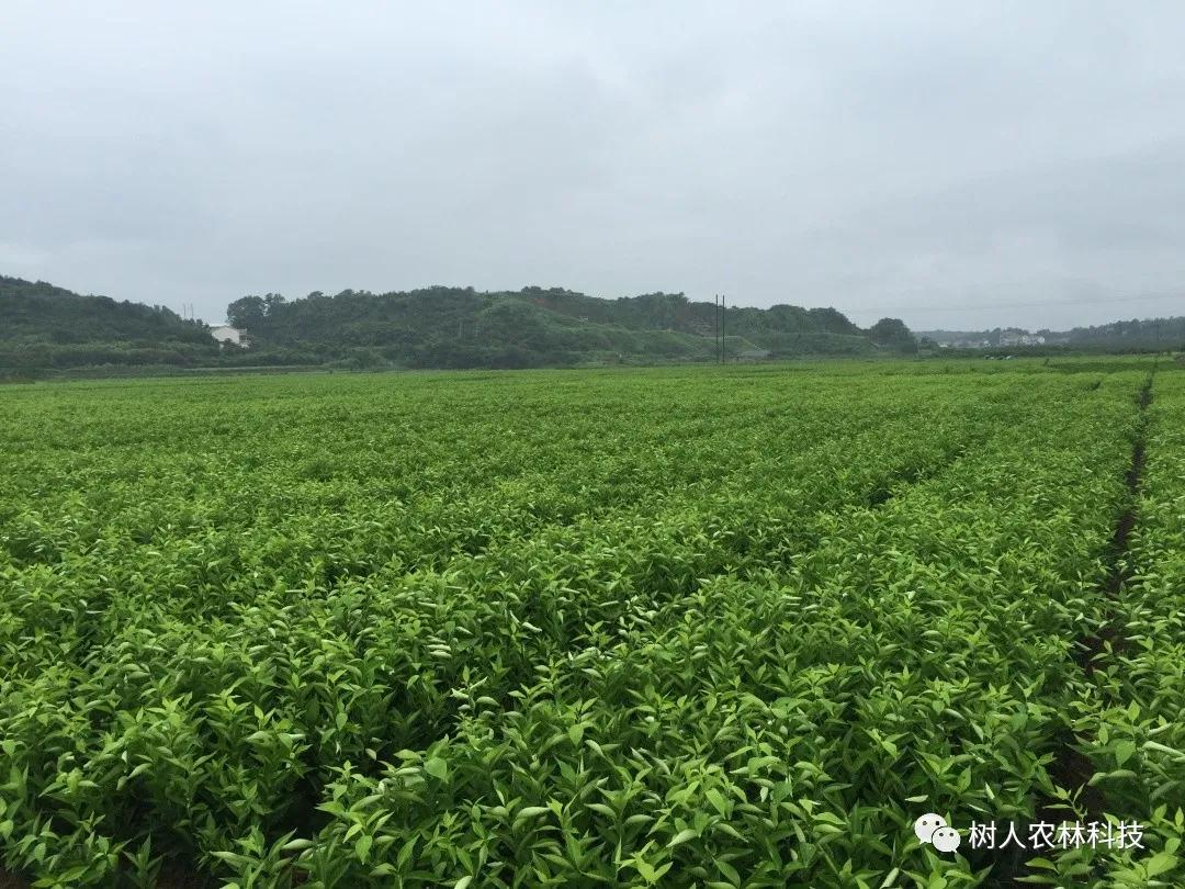 湖南樹(shù)人農(nóng)林科技有限公司,湖南柑橘品種銷(xiāo)售,中國(guó)果樹(shù)網(wǎng),常綠果樹(shù)類(lèi)哪里好