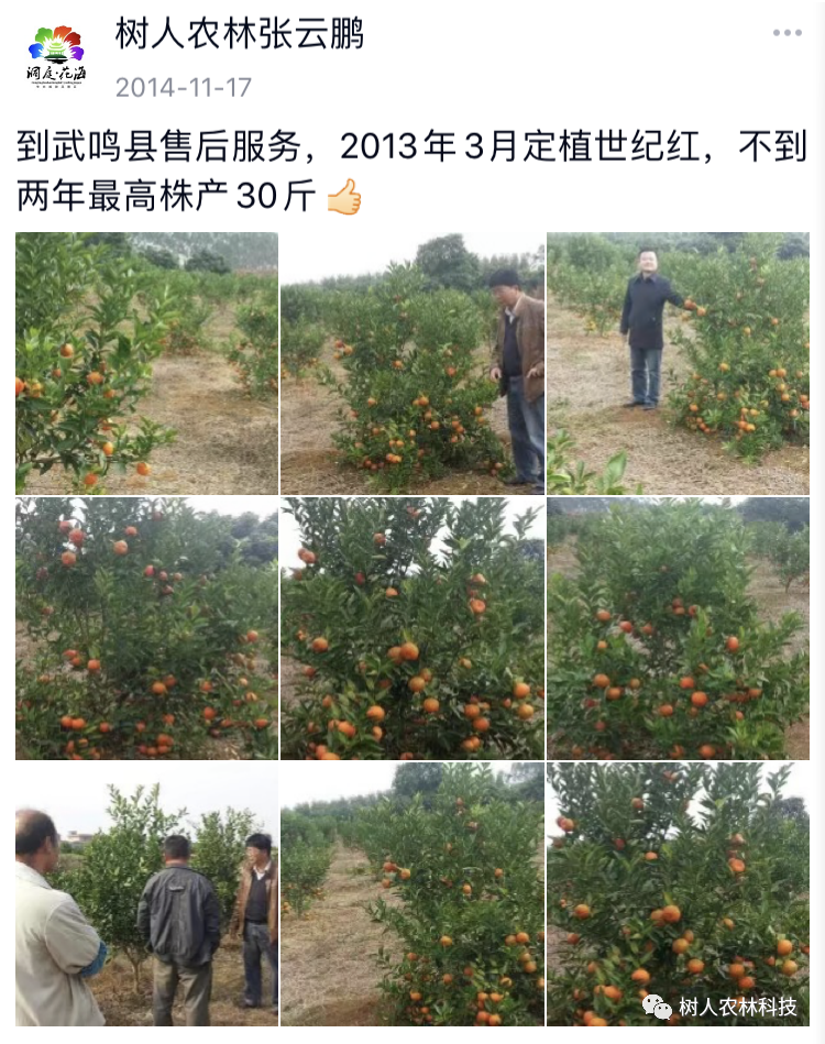 湖南樹(shù)人農(nóng)林科技有限公司,湖南柑橘品種銷(xiāo)售,中國(guó)果樹(shù)網(wǎng),常綠果樹(shù)類(lèi)哪里好