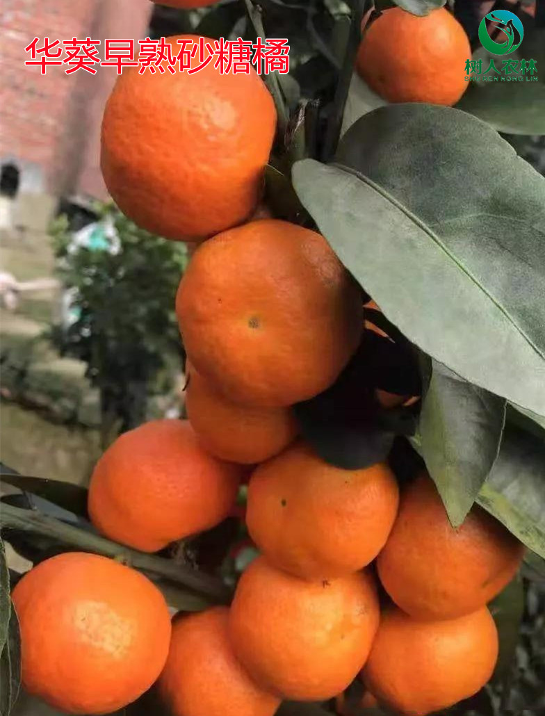 湖南樹人農(nóng)林科技有限公司,湖南柑橘品種銷售,中國果樹網(wǎng),常綠果樹類哪里好