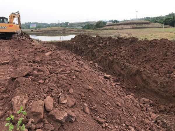 湖南樹人農(nóng)林科技有限公司,湖南柑橘品種銷售,中國果樹網(wǎng),常綠果樹類哪里好