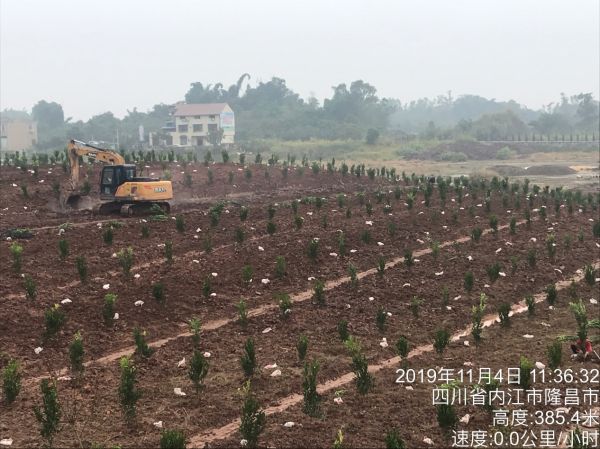 湖南樹人農(nóng)林科技有限公司,湖南柑橘品種銷售,中國果樹網(wǎng),常綠果樹類哪里好