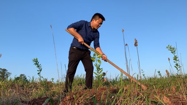 湖南樹人農(nóng)林科技有限公司,湖南柑橘品種銷售,中國果樹網(wǎng),常綠果樹類哪里好