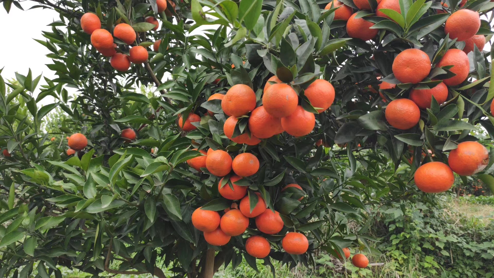 湖南樹人農(nóng)林科技有限公司,湖南柑橘品種銷售,中國果樹網(wǎng),常綠果樹類哪里好