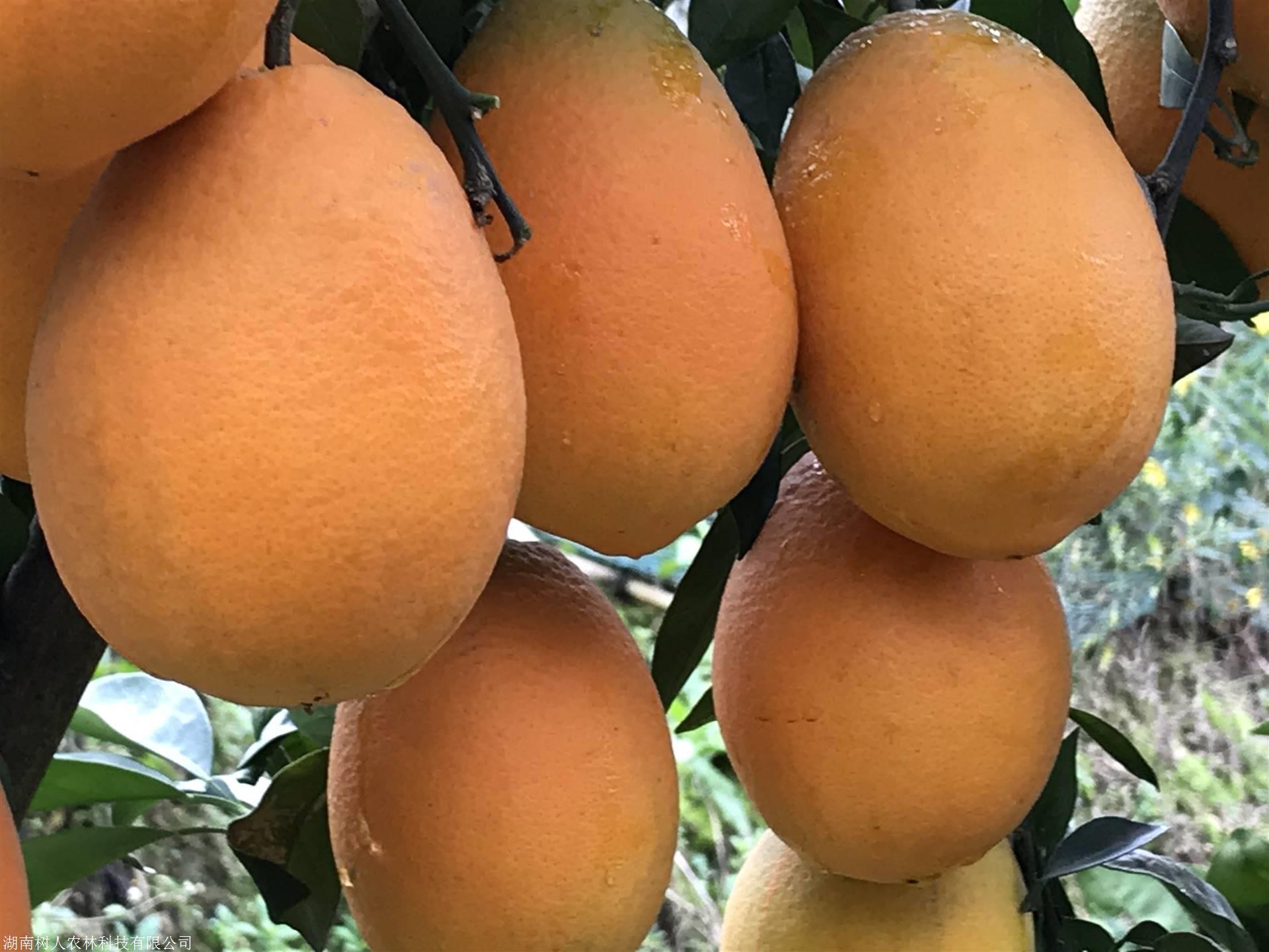 湖南樹(shù)人農(nóng)林科技有限公司,湖南柑橘品種銷(xiāo)售,中國(guó)果樹(shù)網(wǎng),常綠果樹(shù)類(lèi)哪里好